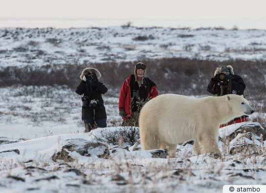 Traumreise Antarktis für unvergessliche Tierbegegnungen - atambo